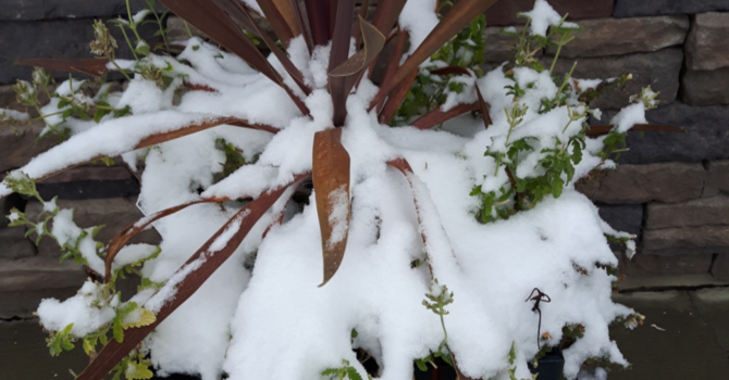 Announcements - February 24, 2019 image