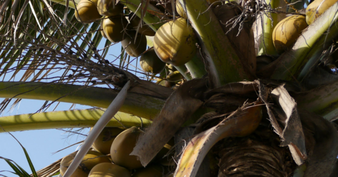 Announcements March 20, 2016 image