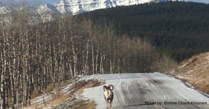 Announcements Feb. 21, 2016 image