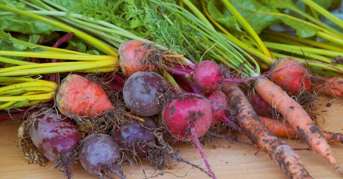 excerpt: Thoughts in a Garden image