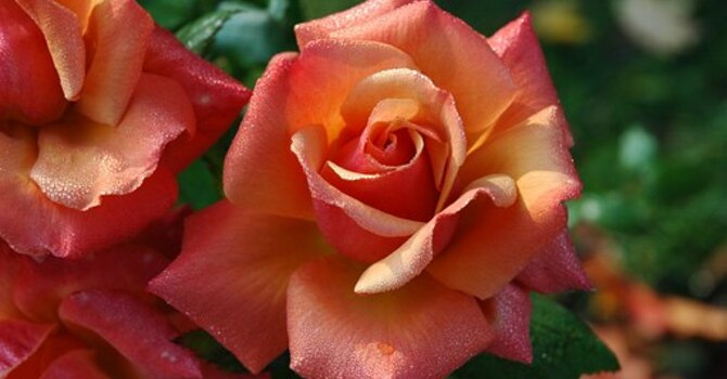 Flowers for the Sanctuary  image