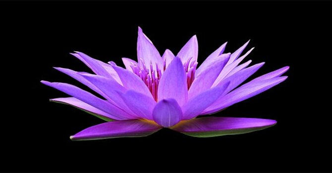 Course on Chronic Pain Management. Tuesdays @ 2 in January. image