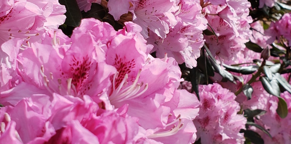 Season of Easter - 2019