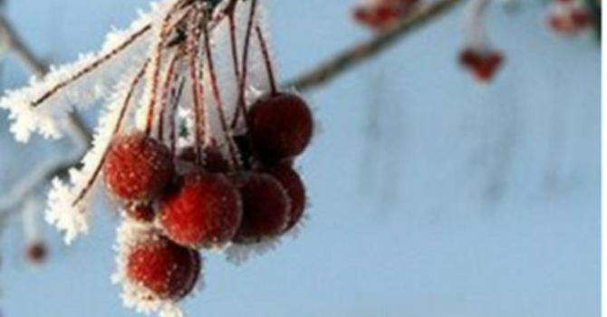 Adeste Fidelis! Part 1. 