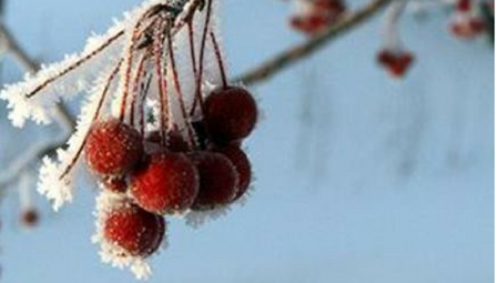 Christmas Season. December 24 & December 31, 2017