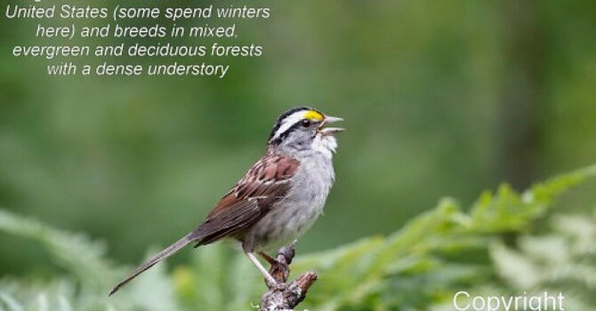 Healthy forest Coalition - For the birds contest and campaign image