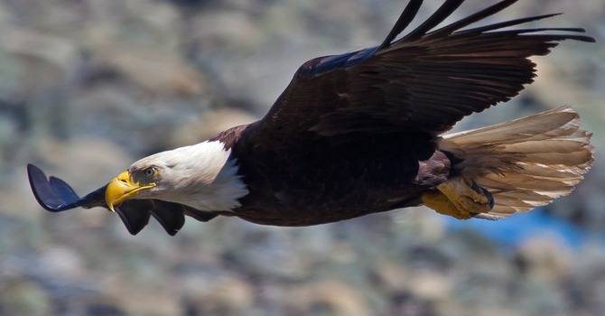 The Prayer of Faith image