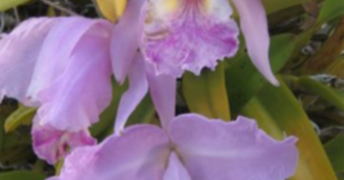 Announcements August 5, 2018 image