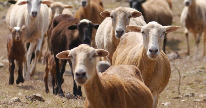 Announcements - May 5, 2019 image