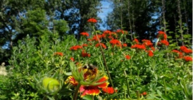 Announcements August 11, 2019 image