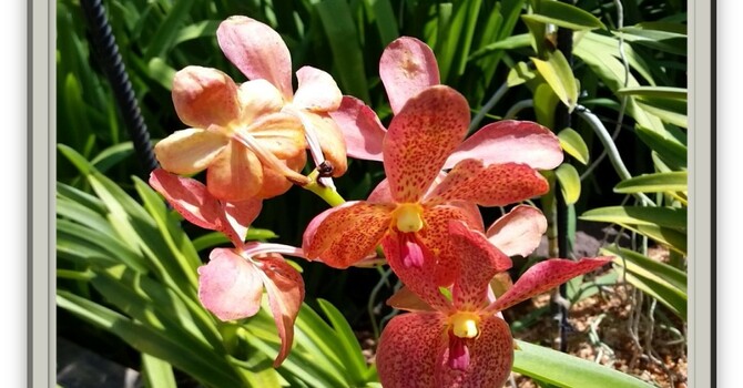 Announcements - August 4, 2019 image