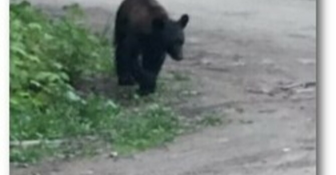 Announcements August 25, 2019 image