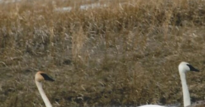 Announcements - June 2, 2019 image