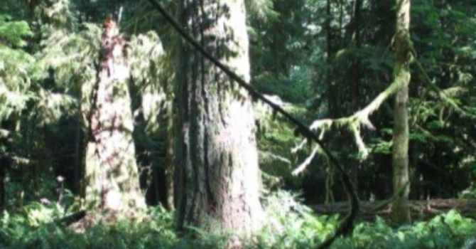 Annoncements July 29, 2018 image