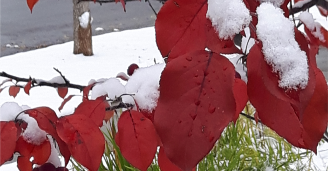 Announcements - December 2, 2018 image