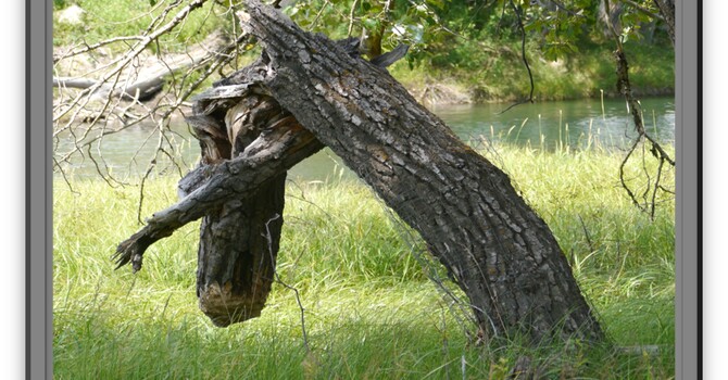 Announcements - March 8, 2020 image