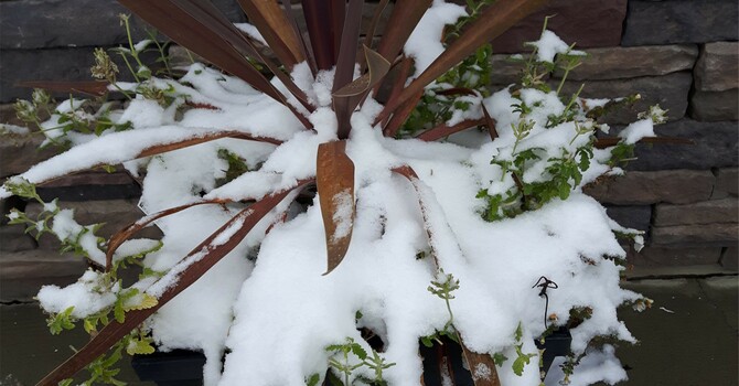 Announcements - January 12, 2020 image