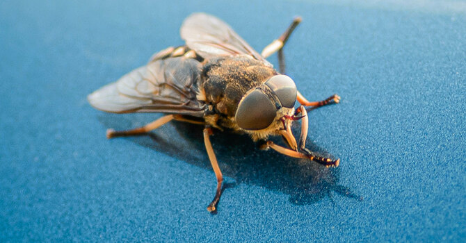 From Other to Brother