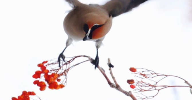 Announcements May 1, 2016 image