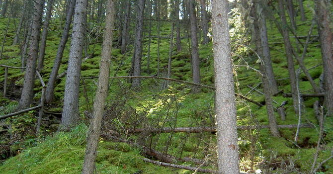 Announcements October 15, 2017  image