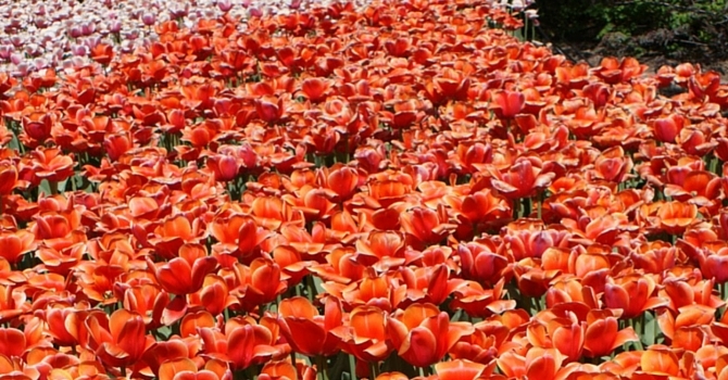 Announcements April 10, 2016 image