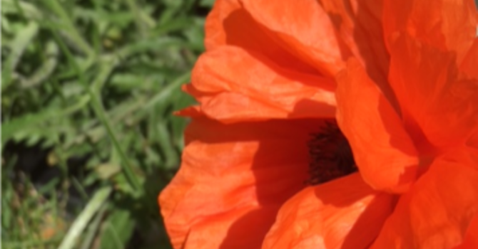 Announcements - November 11, 2018 image