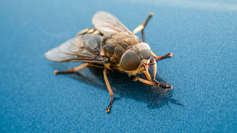 From Other to Brother