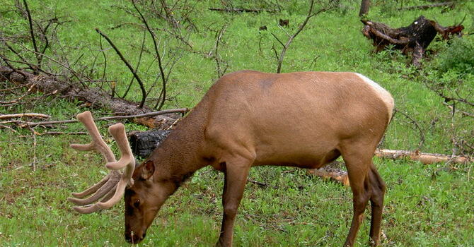 Announcements August 27, 2017 image