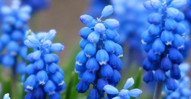 Garden and Maintenance 