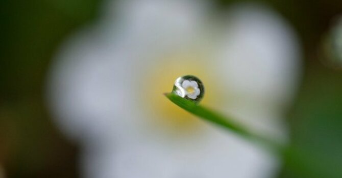 Leaves and Blossoms Along the Way image