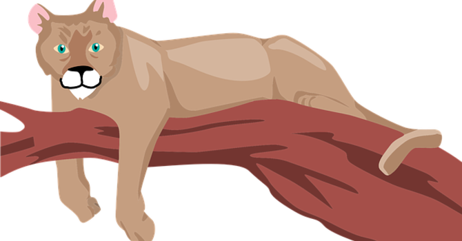 Cougar sighting in James Bay. April 27th.  image
