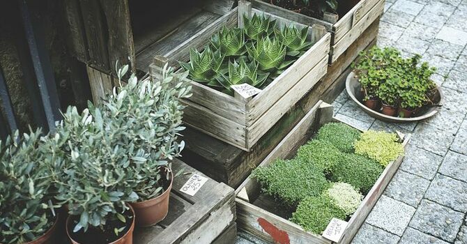 James Bay Plant Swap. Irving Park & Conversation @ the Library.  image