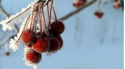 Christmas Season. December 24 & December 30, 2018.